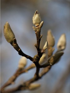 knoppen in tulpenboom