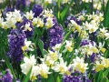 bolgewassen__6_20130424_1252245659.jpg